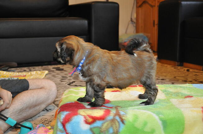 Terier Tybetański szczenięta z Helmowego Jaru ( FCI )