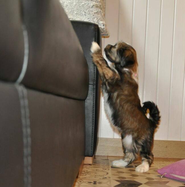 Terier Tybetański szczenięta z Helmowego Jaru ( FCI )