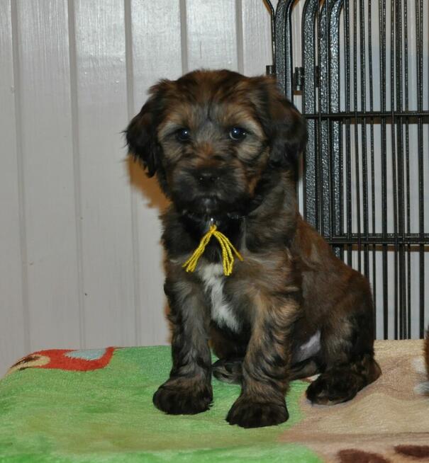 Terier Tybetański szczenięta z Helmowego Jaru ( FCI )