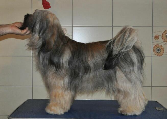 Terier Tybetański szczenięta z Helmowego Jaru ( FCI )