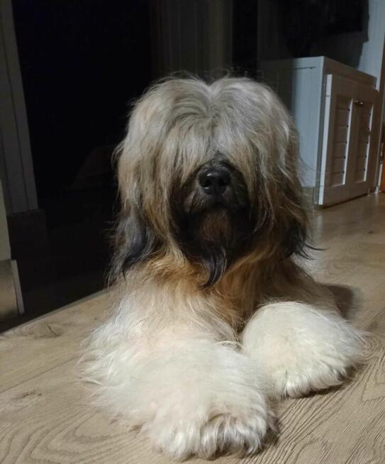 Terier Tybetański szczenięta z Helmowego Jaru ( FCI )