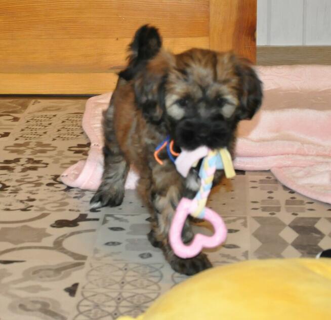 Terier Tybetański szczenięta z Helmowego Jaru ( FCI )