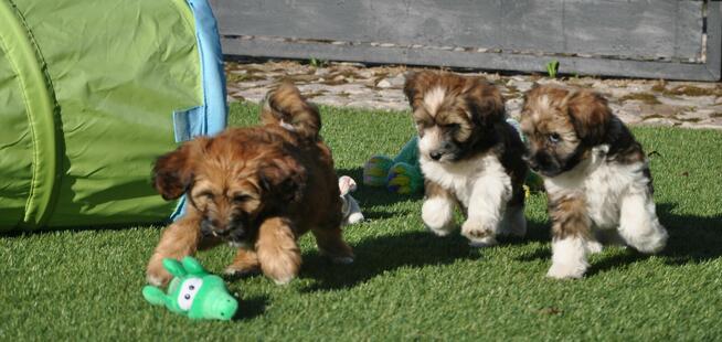 Terier Tybetański szczenięta z Helmowego Jaru ( FCI )