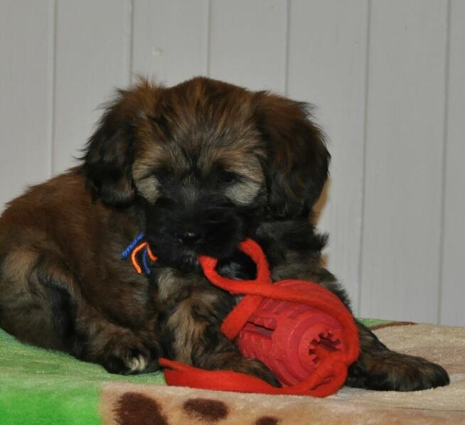 Terier Tybetański szczenięta z Helmowego Jaru ( FCI )