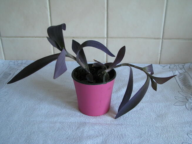 Trzykrotka purpurowa, tradeskancja, fioletowa roślinka