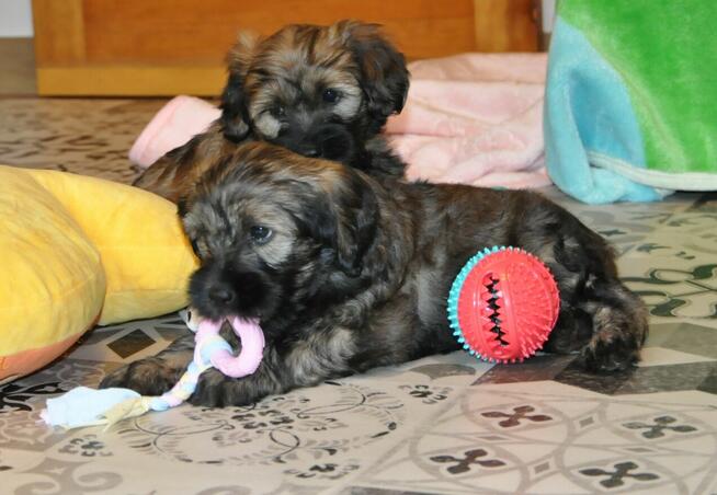 Terier Tybetański szczenięta z Helmowego Jaru ( FCI )