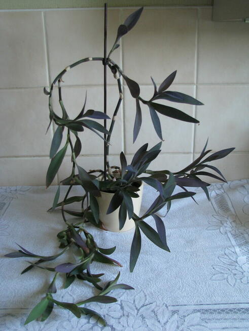 Trzykrotka purpurowa, tradeskancja, fioletowa roślinka