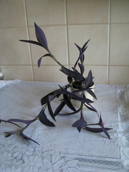 Trzykrotka purpurowa, tradeskancja, fioletowa roślinka