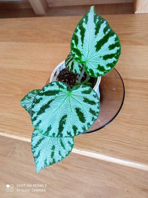 Begonia Silver Jewel-begonia zebra