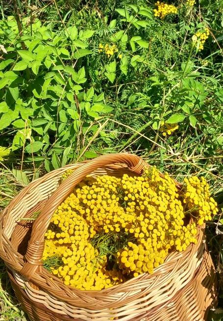 Wrotycz z Beskidu Wyspowego