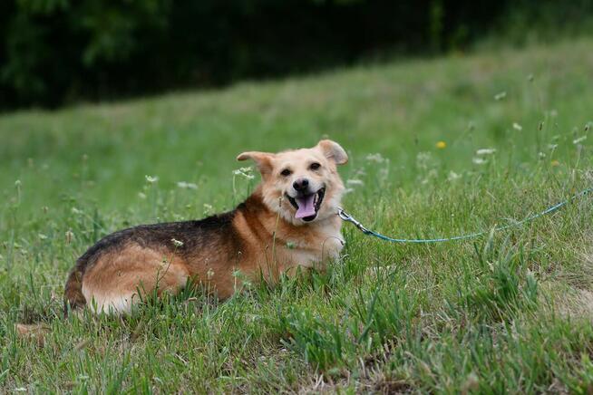Mały Romek szuka domu, młody, pies