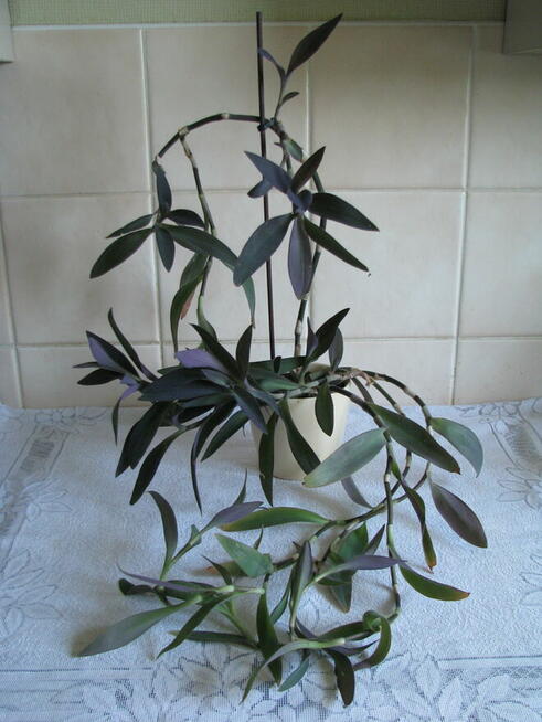 Trzykrotka purpurowa, tradeskancja, fioletowa roślinka