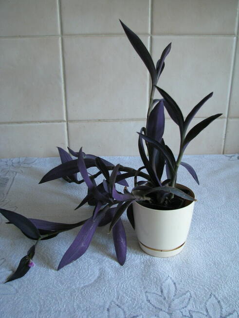 Trzykrotka purpurowa, tradeskancja, fioletowa roślinka