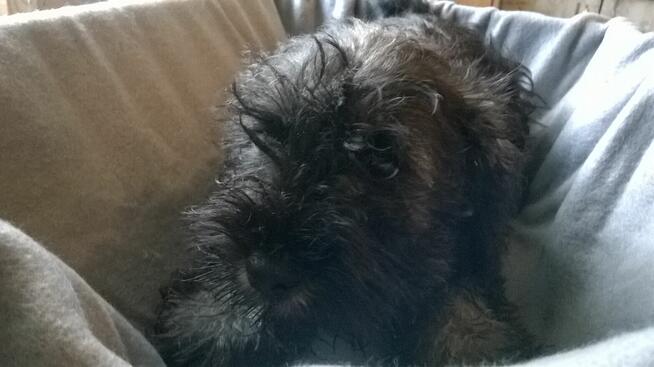 sznaucer miniaturowy, szczenięta gotowe do odbioru