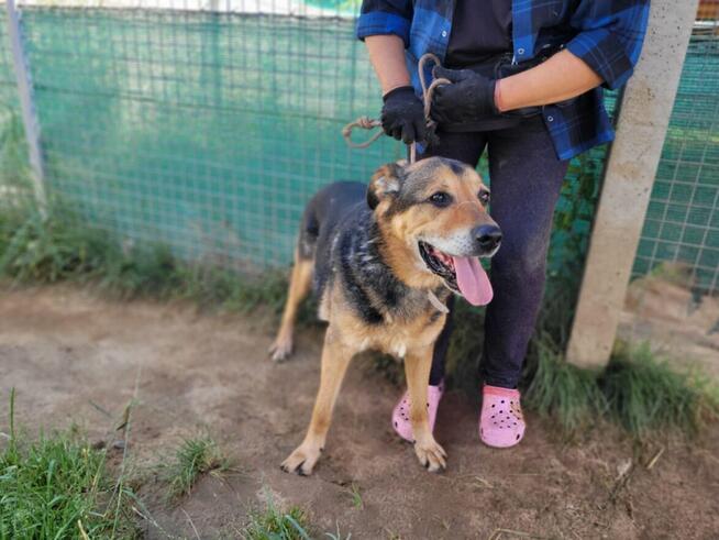 Brutusek do adopcji