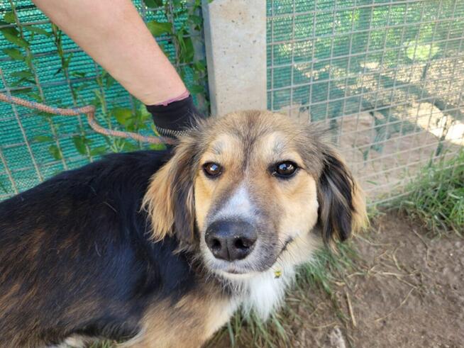 Lizak do adopcji