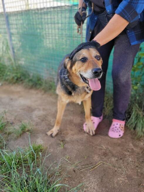 Brutusek do adopcji