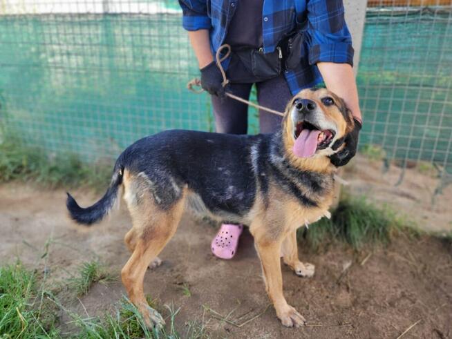 Brutusek do adopcji