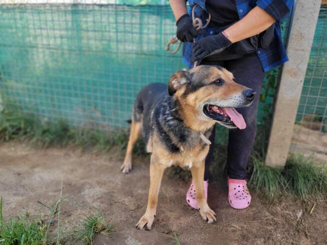 Brutusek do adopcji