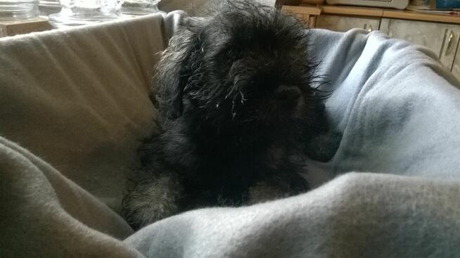 sznaucer miniaturowy, szczenięta gotowe do odbioru