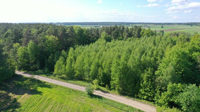 Działka leśna Stary Cydzyn gm. Piątnica