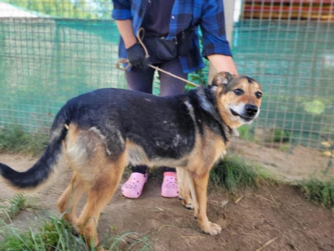Brutusek do adopcji