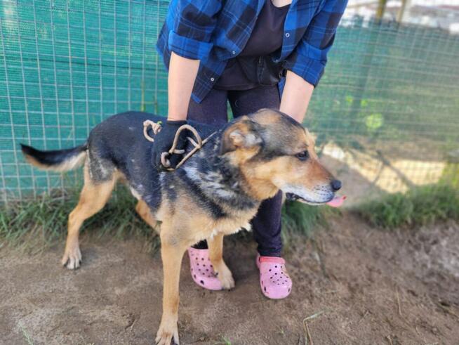 Brutusek do adopcji