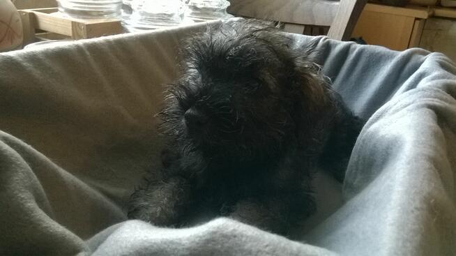 sznaucer miniaturowy, szczenięta gotowe do odbioru