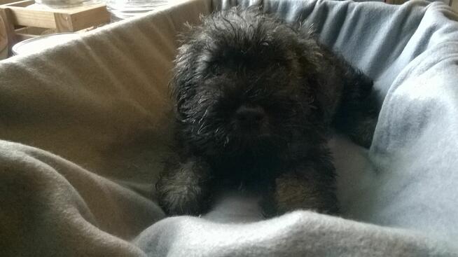 sznaucer miniaturowy, szczenięta gotowe do odbioru