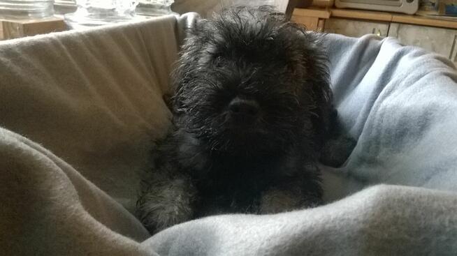 sznaucer miniaturowy, szczenięta gotowe do odbioru