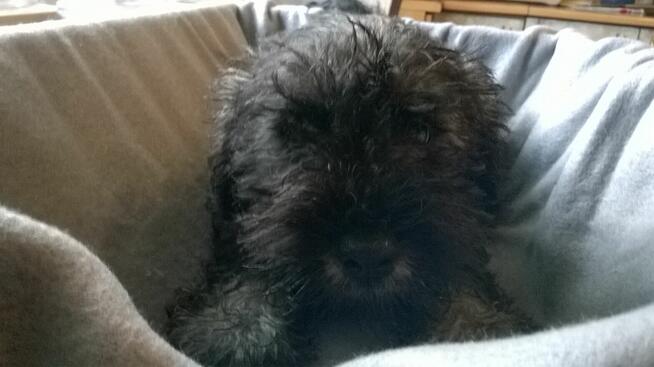 sznaucer miniaturowy, szczenięta gotowe do odbioru