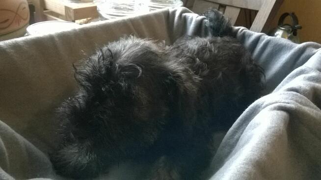 sznaucer miniaturowy, szczenięta gotowe do odbioru