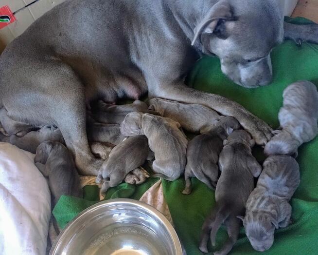 Szczeniaki Amstaff Blue bardzo dobra genetyka