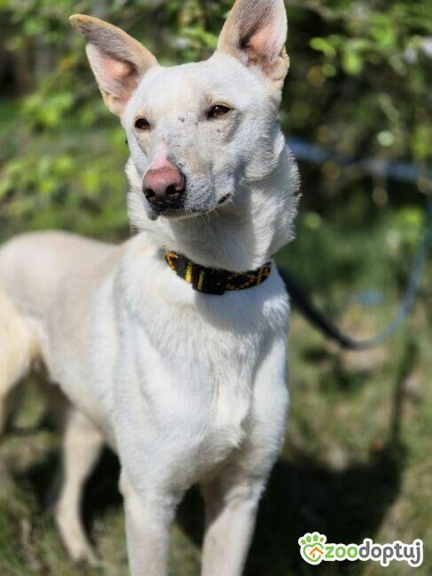 AGUŚ - piękny psiak szuka dobrego domu