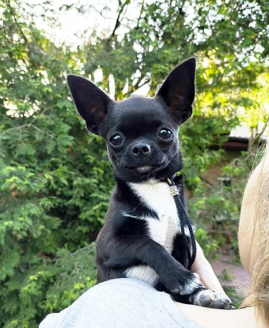 Chihuahua po Ch.PL, okolice W-wy