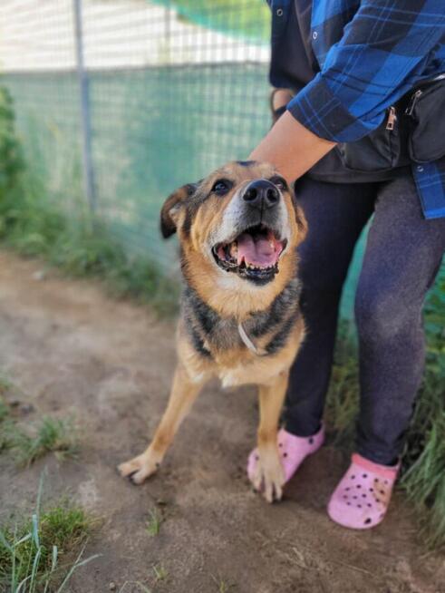 Brutusek do adopcji
