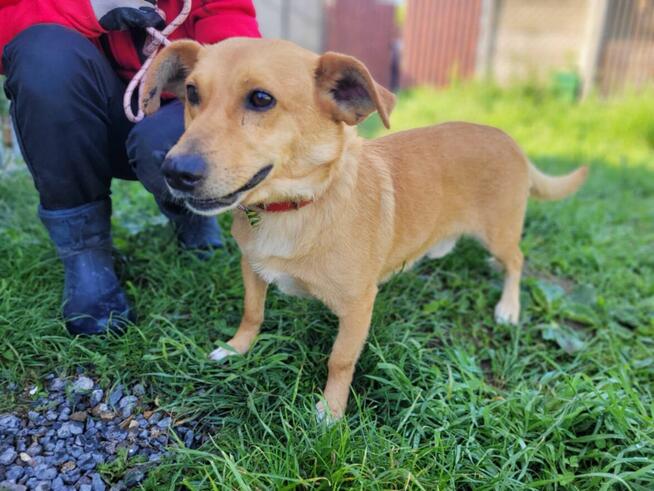 Zajączek do adopcji