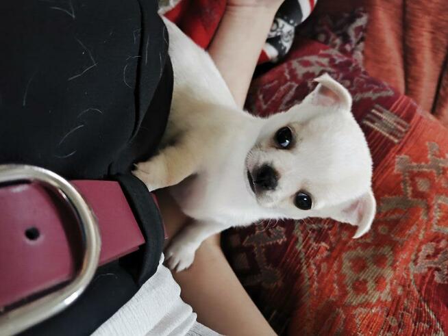 Chihuahua po Ch.PL, okolice W-wy