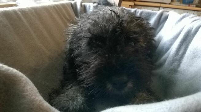 sznaucer miniaturowy, szczenięta gotowe do odbioru