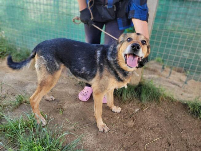 Brutusek do adopcji