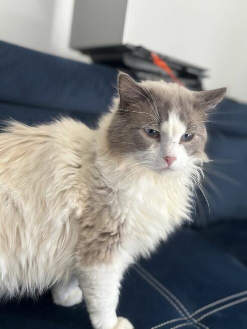 Kocur Ragdoll