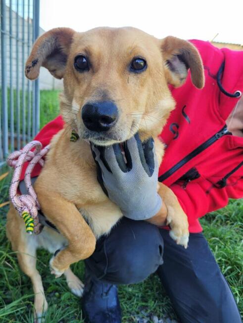 Zajączek do adopcji