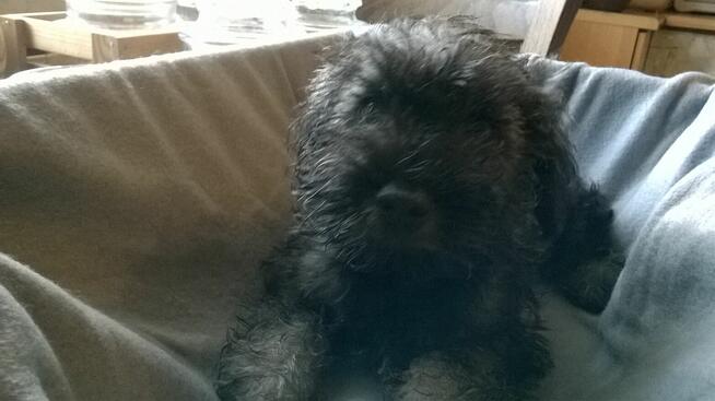 sznaucer miniaturowy, szczenięta gotowe do odbioru