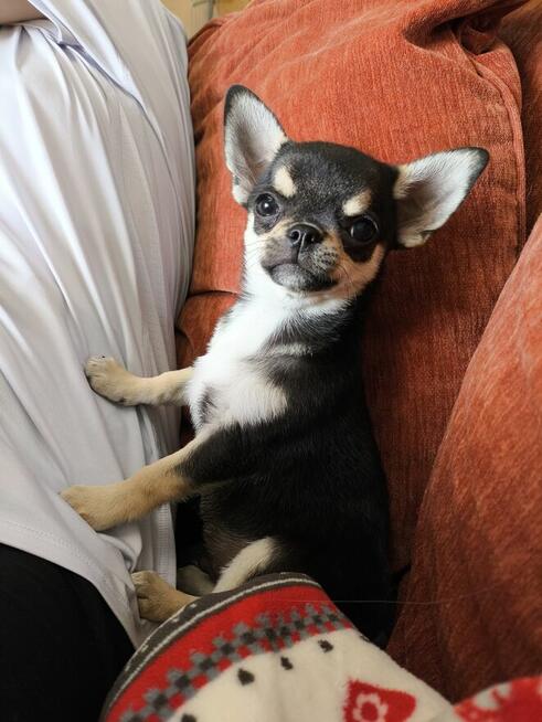 Chihuahua po Ch.PL, okolice W-wy