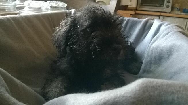 sznaucer miniaturowy, szczenięta gotowe do odbioru