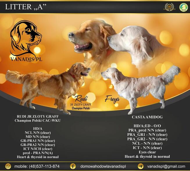 Szczeniaki golden retriever