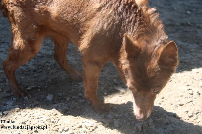 Chałka - spokojna babunia