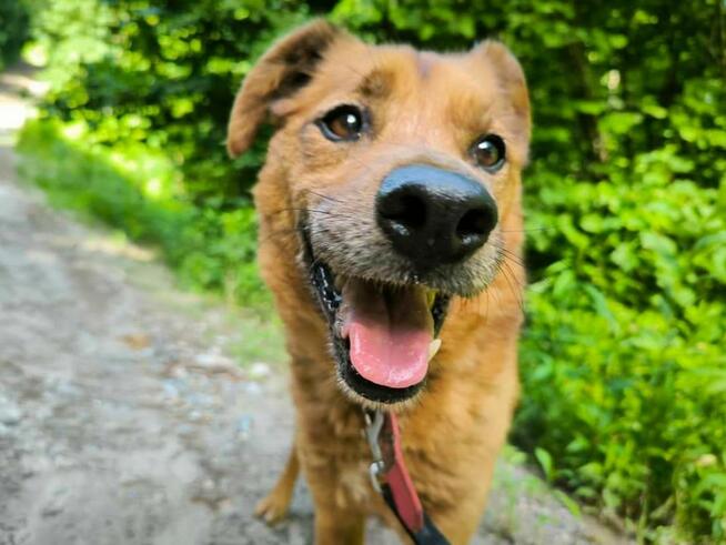 Spokojny piesek prosi o dom