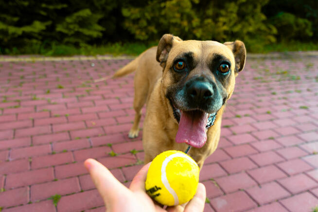 Aza - wesoła, łagodna suczka w typie molosa
