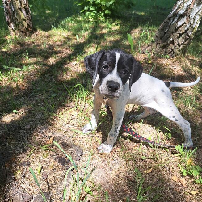 Pointer szczenięta wyżła angielskiego